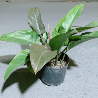 Trầu Bà Đế Vương Đỏ