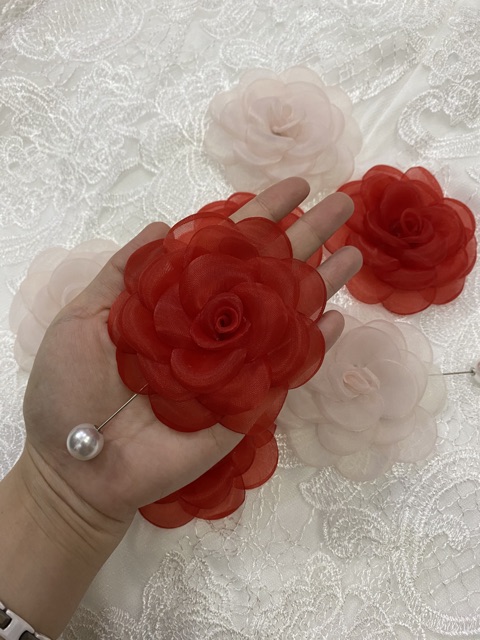 Tag hoa trà voan đốt lớn ảnh chính chủ chụp