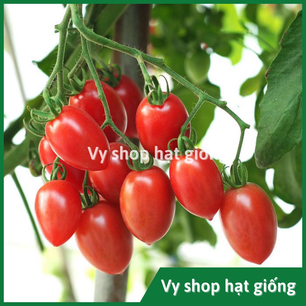 Hạt giống cà chua cherry đỏ Thái Lan gói 30 hạt