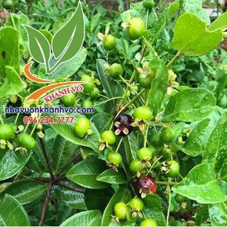 Cây giống Cherry Nhiệt đới 001
