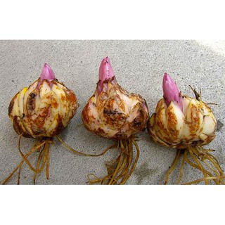 bán buôn bán sỉ. 50 củ ly lùn thơm xịn chuẩn ly lùn hà lan