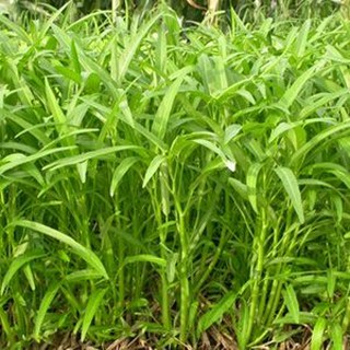 1kg hạt giống rau muống lá tre giòn