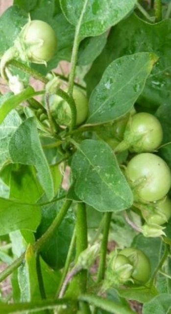 Hạt giống Cà Pháo Xanh cao sản