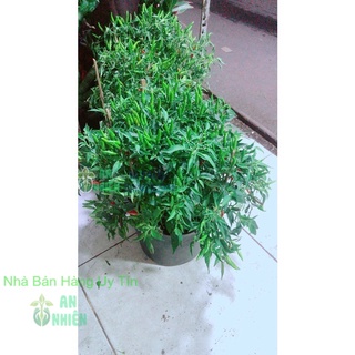 Bụi ớt hiểm nhiều trái