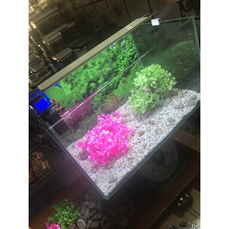 Hồ cá dài 60cm cao 35 rộng 35 cm kính 8 ly cường lục mài cạnh vi tính