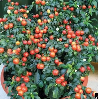 Hạt giống Ớt bi ( ớt kiểng quả tròn ) 1 gói 30 hạt