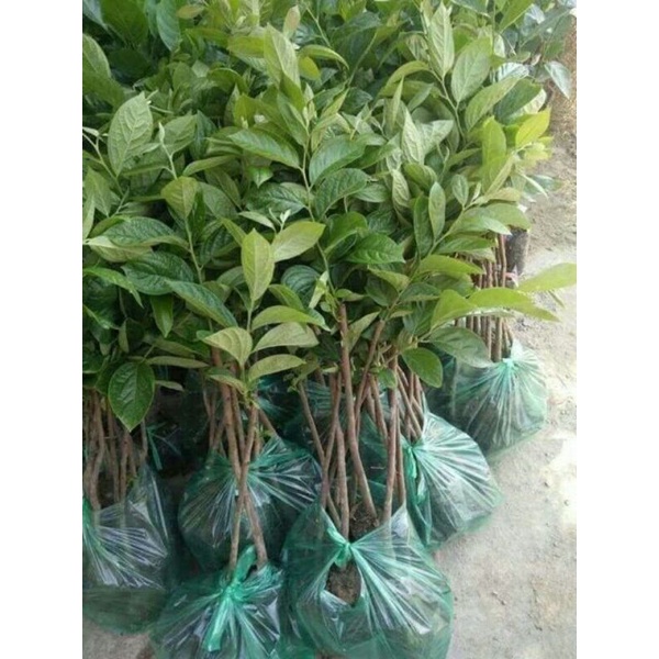 CÂY GIỐNG HỒNG GIÒN KHÔNH HẠT