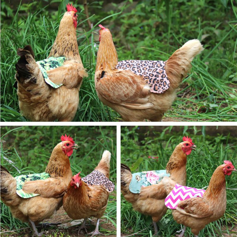 Tạp Dề Lông Vũ Cố Định Yên Gà May Mắn Bảo Vệ Lưng, Lông Vũ Và Cánh