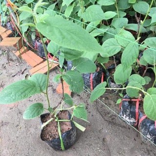 Cây giống KIWI xanh, đỏ, vàng - Hàng cây giống F1