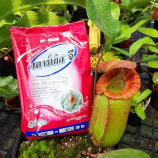 Dongan Thuốc tím diệt rệp stakle G (bao 1kg)