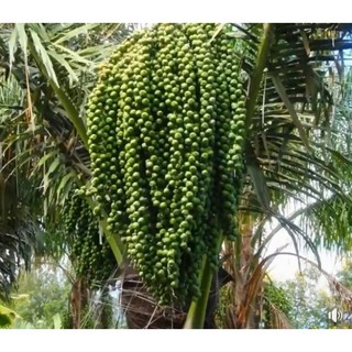 Hạt đác tươi - 1kg