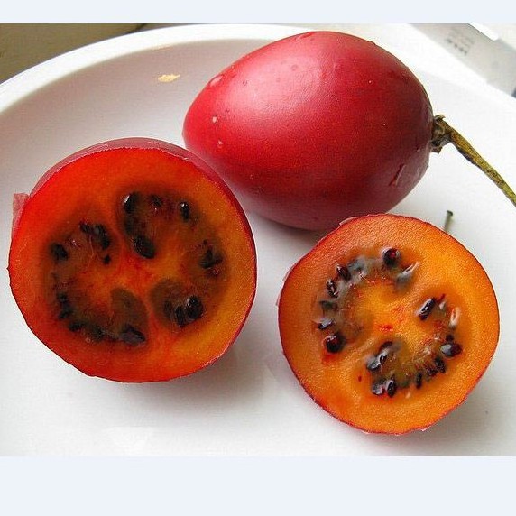 Hạt giống cà chua thân gỗ tamarillo 10 hạt - TẶNG 5 viên nén ươm hạt giống - HGT
