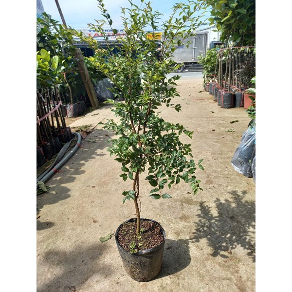 Cây nho thân gỗ quả ngon ngọt