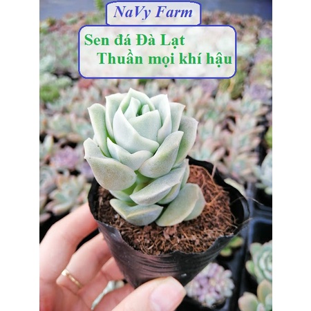Sen đá hoa hồng Hà Lan, cây Sen đá mang ý nghĩa về tình yêu vĩnh cửu, cây có bầu đất khỏe mạnh