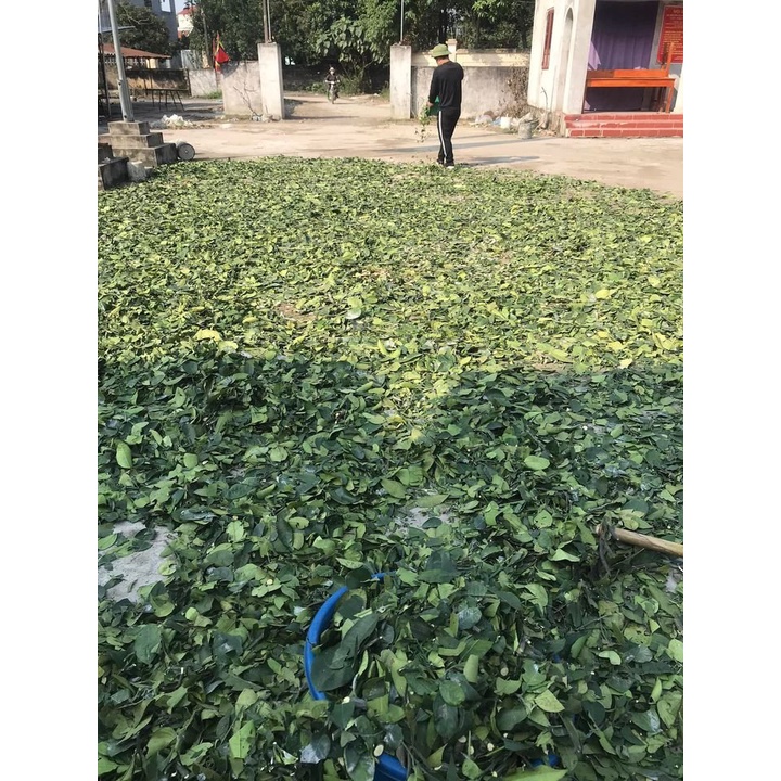 500gram lá xông giải cảm