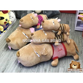 Chó Puco mặt ngu