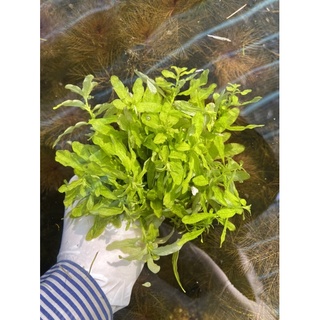 Bá văn hương xanh15k/10 ngọn