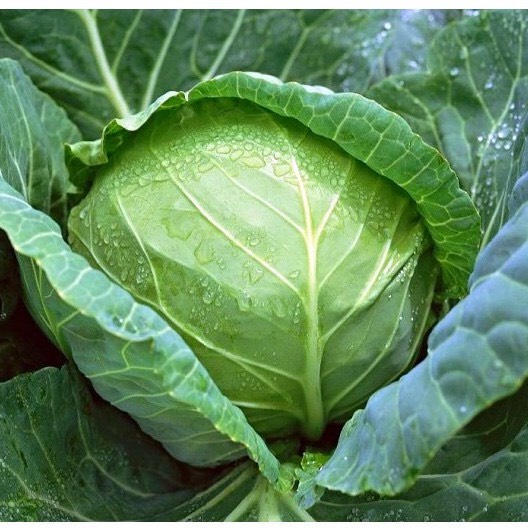 Hạt Giống BẮP CẢI F1 HN-68 (1 Gr)