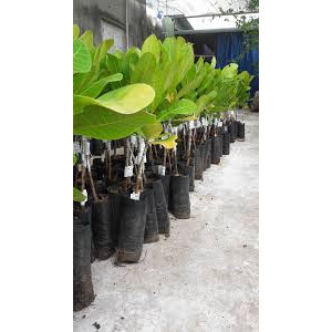 Cây Điều Đỏ ghép cao 60-70cm .