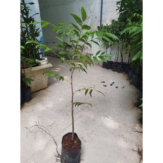 Cây giống lá mắc mật, chiều cao 50-60cm