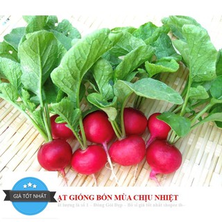 Gói 30 hạt CỦ CẢI ĐỎ MINI
