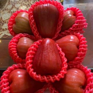 Combo 2 cây giống roi đỏ