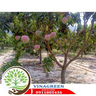 cây giống xoài úc