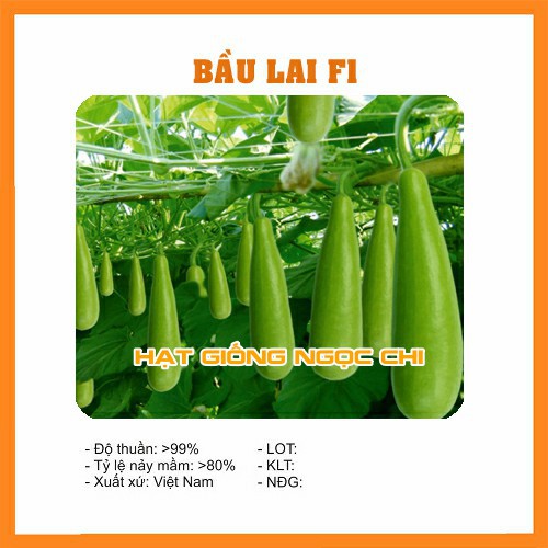 Hạt Giống Bầu Lai F1 (Hạt Giống Ngọc Chi) - 10 Hạt