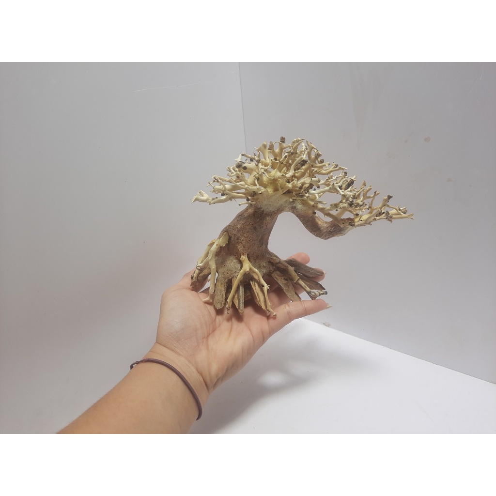 LŨA BONSAI hồ cá TL01