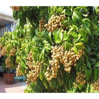 Cây giống Nhãn Hương Chi( Hưng Yên)