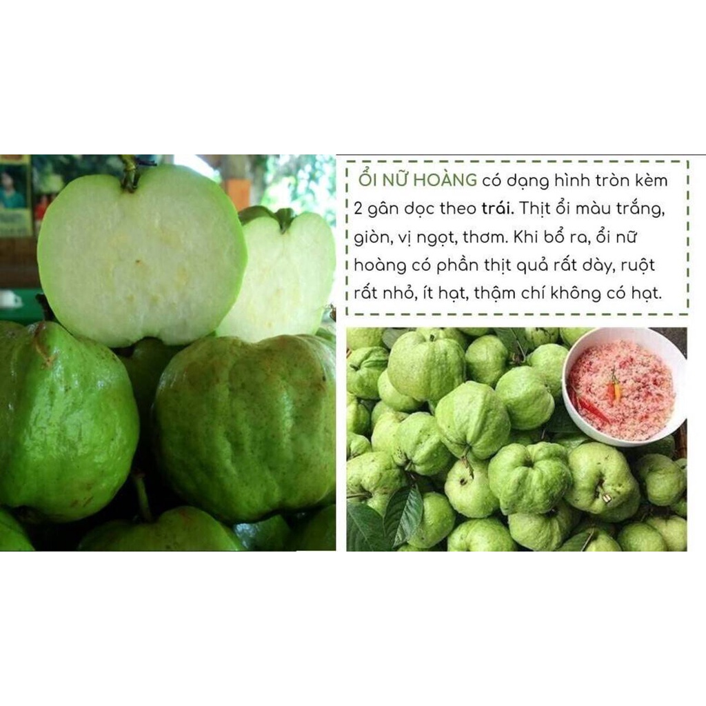 Ổi Nữ Hoàng Giòn Ngọt, Giàu VitaminC - 1Kg - FoodMap Fruits [TẶNG GÓI MUỐI ỚT HANABERO 7Gr]