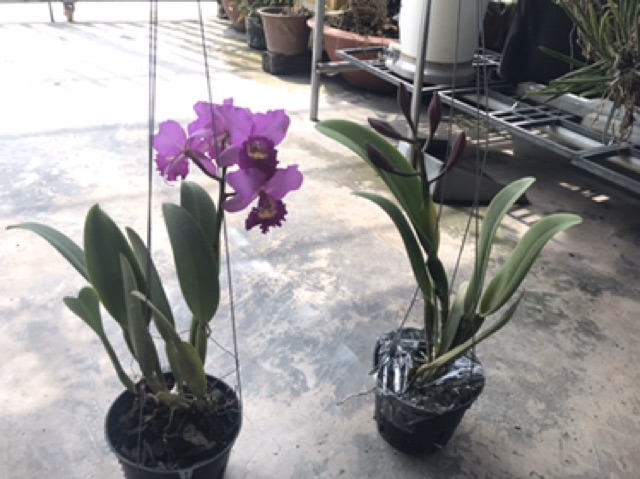 Hoa lan catt Đài CB388