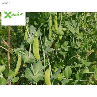 Hạt giống Đậu Hà Lan (Lấy Trái) (20g)