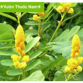 Cây lá muồng trâu tươi hái tại vườn