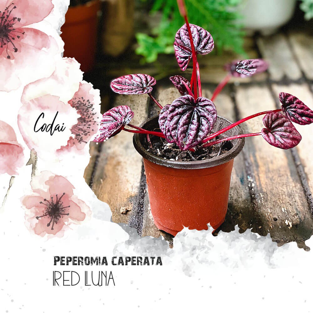 Chậu cây Peperomia caperata Red Luna (Kim Chi Ngọc Diệp Red Luna) chậu nhựa