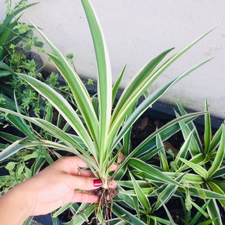 1 Cây cỏ nhện dễ trần