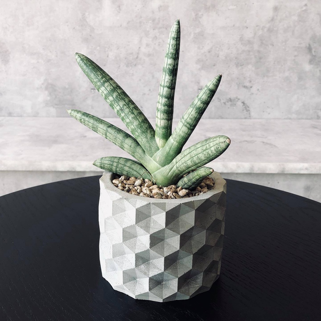 Chậu cây cảnh Xi măng để bàn decor, chính hãng Cori PL1008 hình trụ tròn kích thước 11x8cm, trồng sen đá, xương rồng