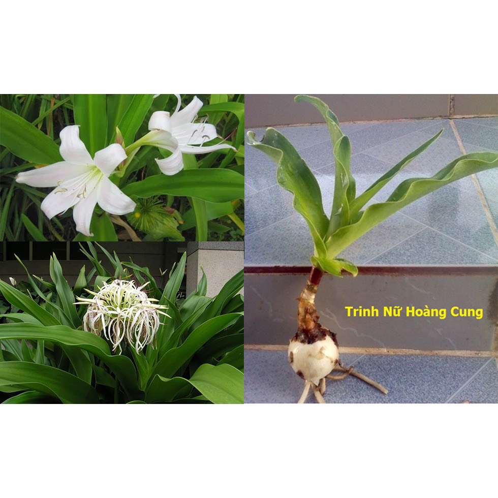 Trinh nữ hoàng cung khô thượng hạng Bách An Khang 1kg