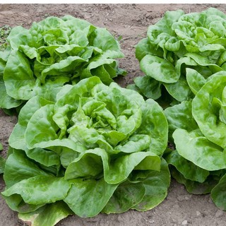 Hạt Giống Xà Lách Búp (Xà Lách Đăm) 5gr