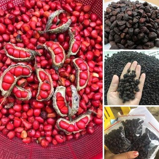 Hạt dổi nếp - Hạt dổi rừng tây bắc (100gr)