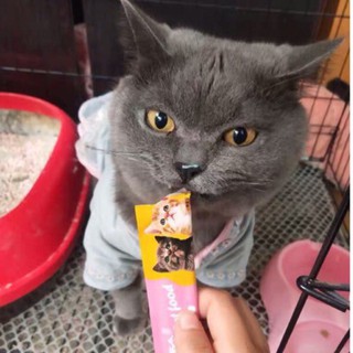 Súp Thưởng Yishui Cho Mèo 🐱