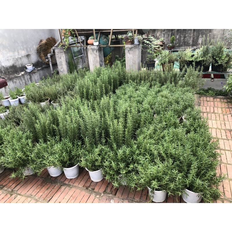 [Hà Nội] Cây hương thảo rosemary size nhỡ chậu 3 gốc (Có kèm hướng dẫn chăm sóc)