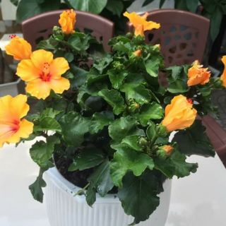 Bụp Bụp Thái 5 cánh