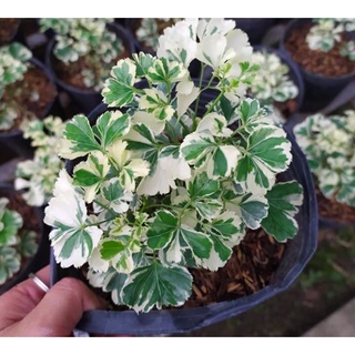 [Cây kiểng lá] Đinh Lăng Cẩm Thạch - Trang Flowers