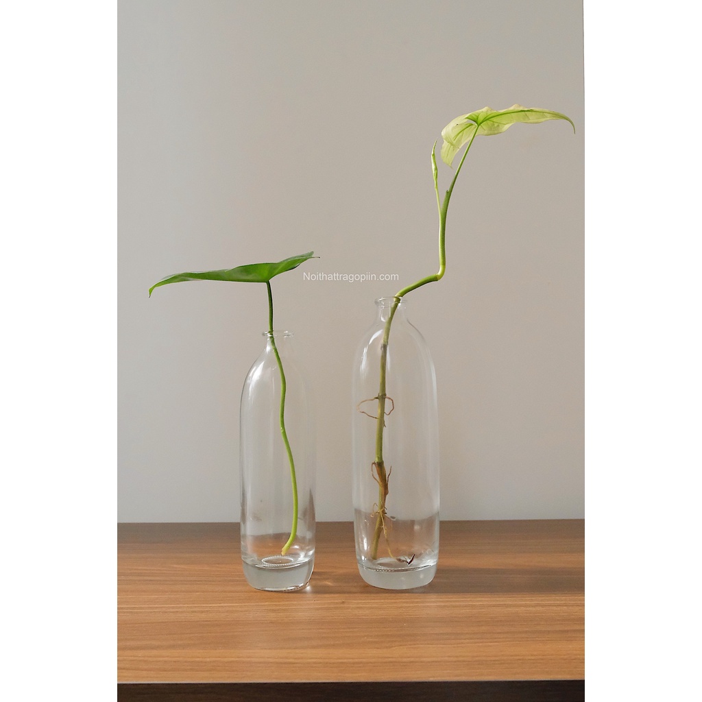 Chai thủy tinh trang trí