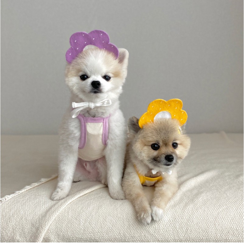 Vòng cổ yếm phong cách Hàn Quốc dễ thương đáng yêu dành cho mèo cưng