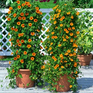 Bán Hạt Giống Hoa Ánh Dương Nhiều màu ( dây leo) tại Hạt Giống Bốn Mùa