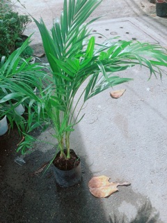 Cây Cau Kiểng