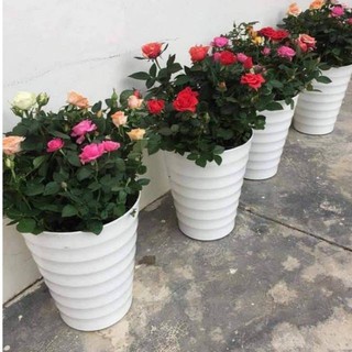 Chậu nhựa vân (combo 3 chiếc) cỡ lớn