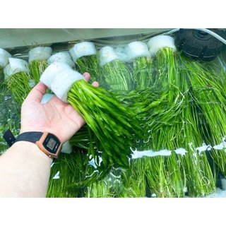 Cây Hẹ Xoắn Thuỷ Sinh (Trung Cảnh)